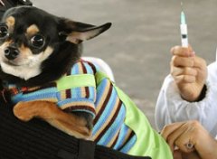 【狂犬疫苗】狂犬疫苗多少钱_狂犬疫苗有效期