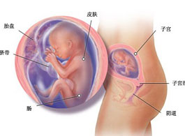 【怀孕12周】怀孕12周胎儿图_怀孕12周胎儿发育情况