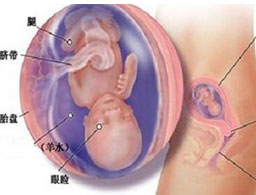 【怀孕15周】怀孕15周胎儿发育情况_怀孕15周胎儿图