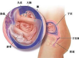 【怀孕19周】怀孕19周胎儿发育情况_怀孕19周胎儿图