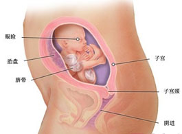 【怀孕21周】怀孕21周胎儿发育情况_怀孕21周注意事项