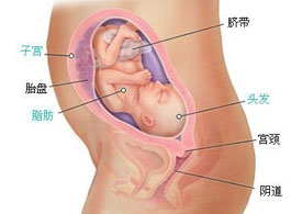 【怀孕25周】孕25周胎儿发育情况_孕25周四维彩超