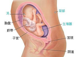 【怀孕26周】怀孕26周胎儿发育情况_怀孕26周注意事项