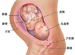 【怀孕33周】怀孕33周胎儿发育情况_怀孕33周注意事项