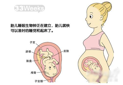 【怀孕33周】怀孕33周胎儿发育情况_怀孕33周注意事项