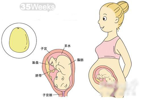 【怀孕35周】怀孕35周胎儿发育情况_怀孕35周注意事项