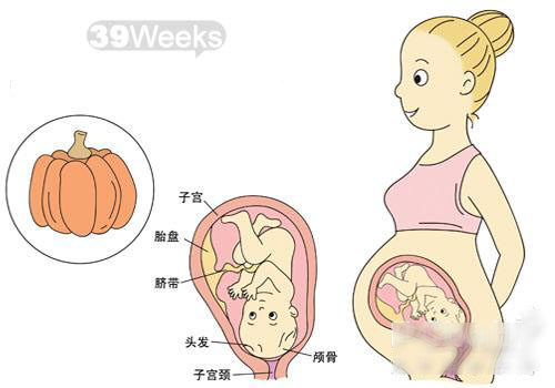 【怀孕39周】怀孕39周注意事项_怀孕39周胎儿发育情况