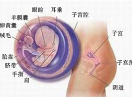 【怀孕9周】怀孕9周胎儿发育情况_怀孕9周注意事项