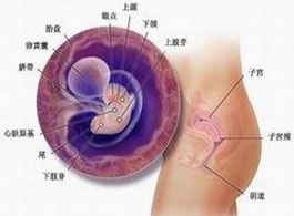 【怀孕6周】怀孕6周胎儿发育情况_怀孕6周有什么反应
