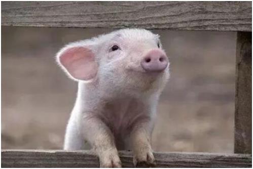 梦见杀猪是什么意思 是不祥之兆预示有灾祸吗？