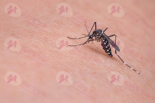 宝宝几个月可以用驱蚊剂？宝宝被蚊虫叮咬后怎么办？
