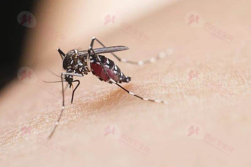 宝宝为什么格外招蚊子“喜欢”？如何防止宝宝被蚊子叮咬？