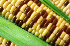 揭秘转基因玉米的危害：事实真相引起全球担忧