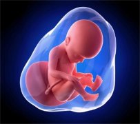 胎儿生长指标正常范围与营养需求详解