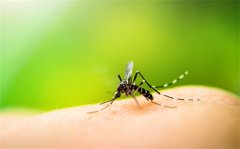 夏季户外防蚊必备，蚊子叮咬后红肿应对攻略