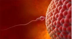 生育成功之道：增进受孕几率的科学方法
