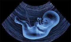 三个月胎儿发育情况详解：手指脚趾完全分离、头发指甲开始生长
