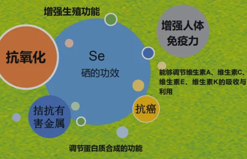 生命元素「硒」不可或缺!一次搞懂硒功效、副作用、食物来源