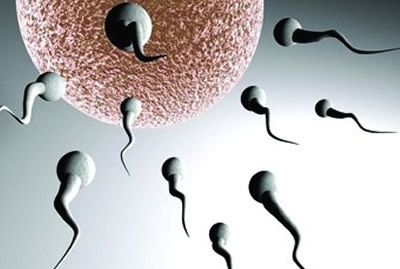 【精子和卵子结合需要多长时间】精子与卵子结合后人体有什么反应