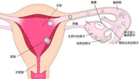 腹腔镜治疗多囊卵巢多久可怀孕？