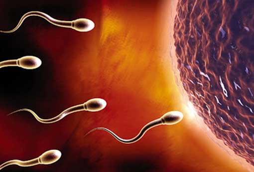 【精子】精子是如何产生的_精子存活时间
