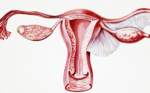 正常女性卵巢大小一般有多大
