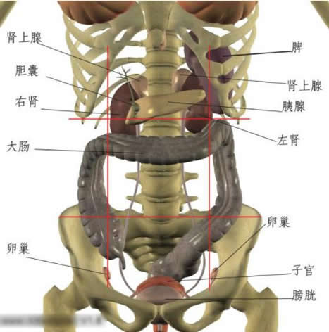 左下腹部隐痛的器官图片