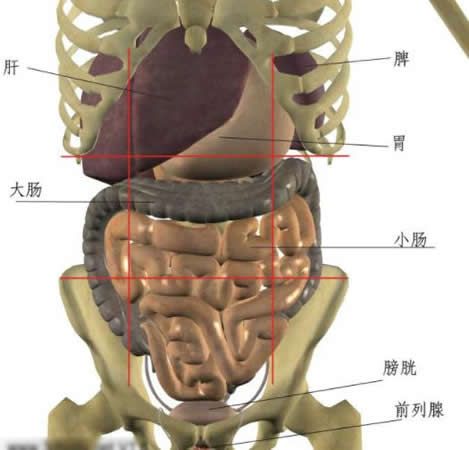 内脏分布图 男性 腹部图片