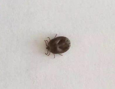 蜱虫图片：家里有蜱虫不小心被咬了怎么办