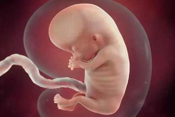 40天胎儿的样子图片图片