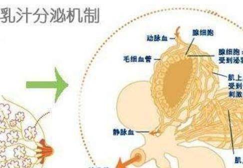 乳汁是血液变成的还是直接由食物变成的 乳汁什么怎么样形成的？