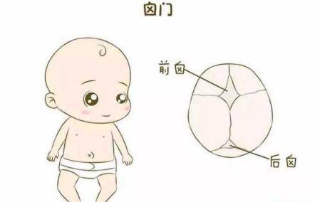 婴儿前卤门和后卤门怎么分 宝宝卤门什么时候闭合才正常?