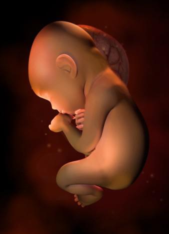 83天的胎儿发育图图片