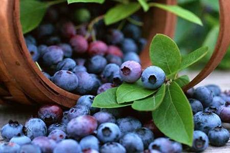 蓝莓的功效与作用 蓝莓的健康吃法了解一下