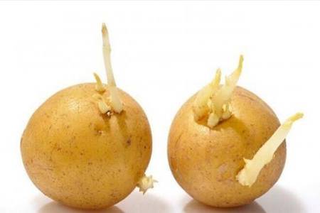 土豆发芽了还能吃吗 发了芽的土豆有毒吗