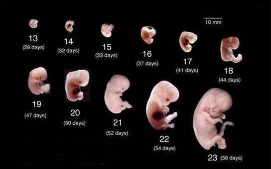 排卵期同房后,多久可以怀上宝宝？怀孕过程及孕早期注意提前了解