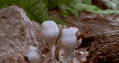 为什么夏天的蘑菇不能吃