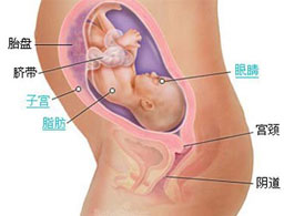 【怀孕28周】怀孕28周胎儿发育情况_怀孕28周产检