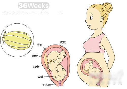 【怀孕36周】怀孕36周胎儿发育情况_怀孕36周注意事项