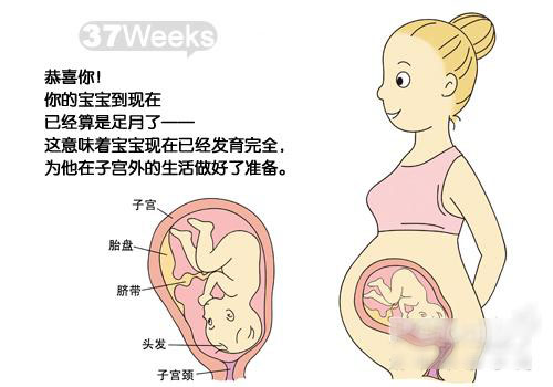 【怀孕37周】怀孕37周胎儿发育情况_怀孕37周注意事项