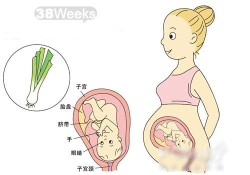 【怀孕38周】怀孕38周注意事项_怀孕38周胎儿发育情况