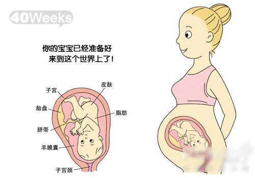 【怀孕40周】怀孕40周注意事项_怀孕40周胎儿发育标准